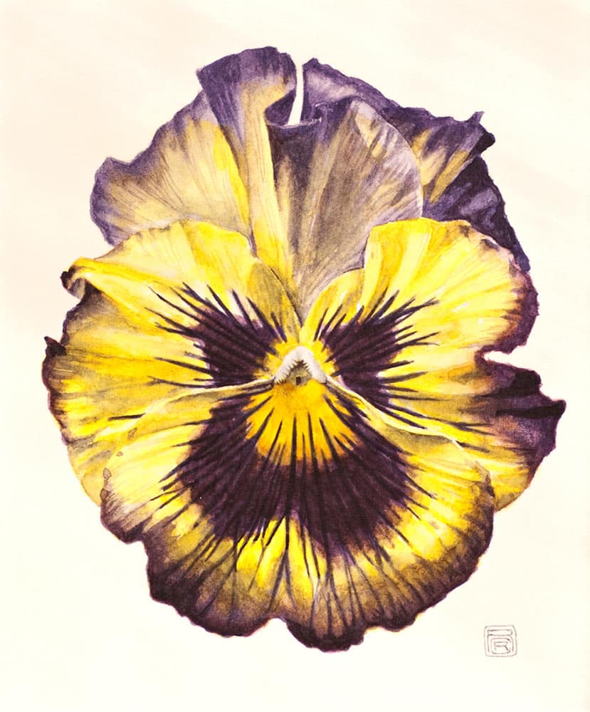 Botanical watercolor of a viola