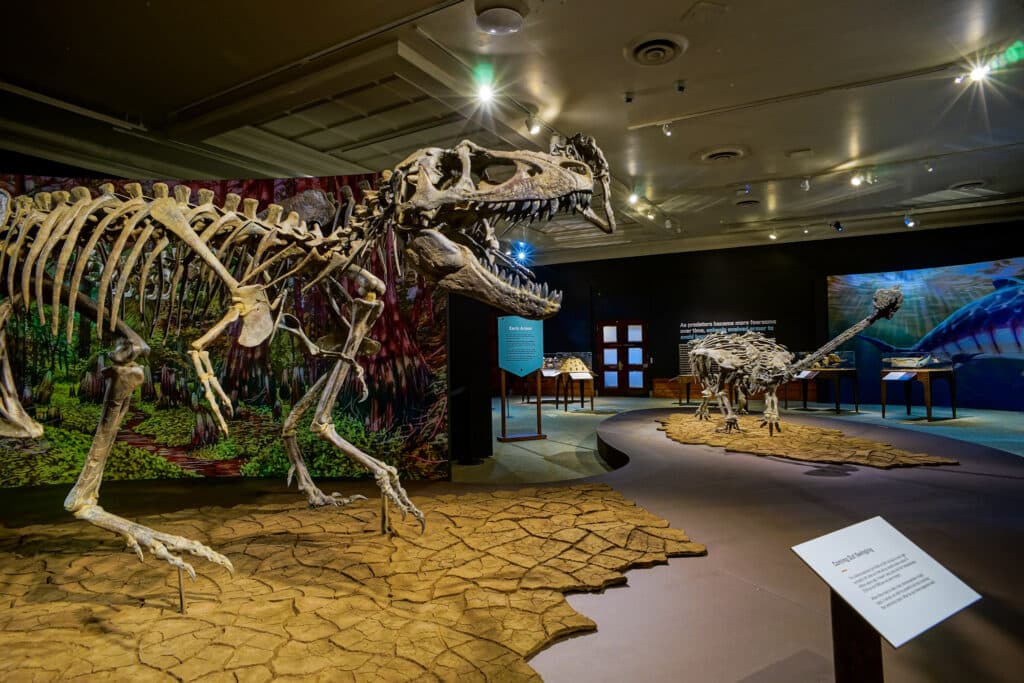 Dinsaur skeletons on display at a museum