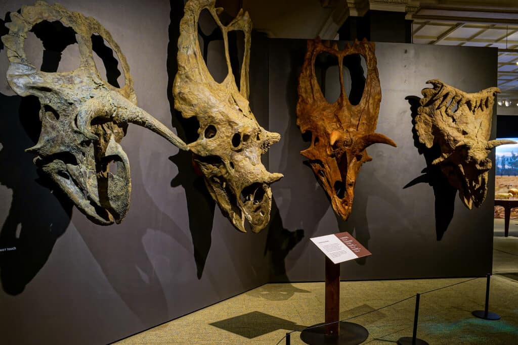 Replicas of dinosaur skulls on display at a museum