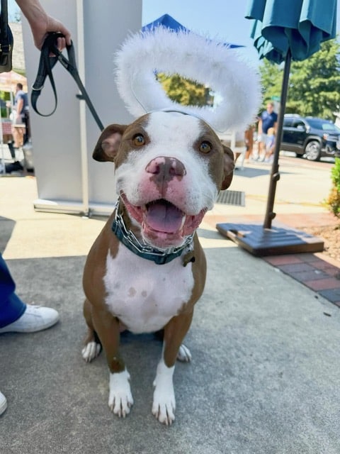 dog on a leash wearing a halo