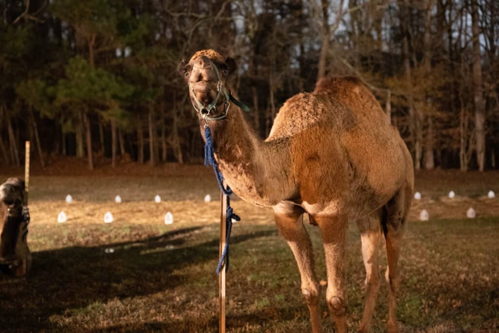 A camel as part of a Walk Through Bethlehem holiday event