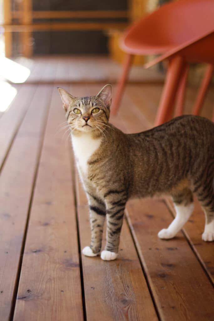 Grey, black and white cat standing on a wood patio floor with a brown chair in the background