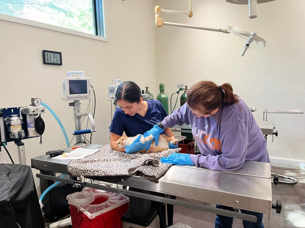 Two women in a veterinary clinic assisting an orange and white cat