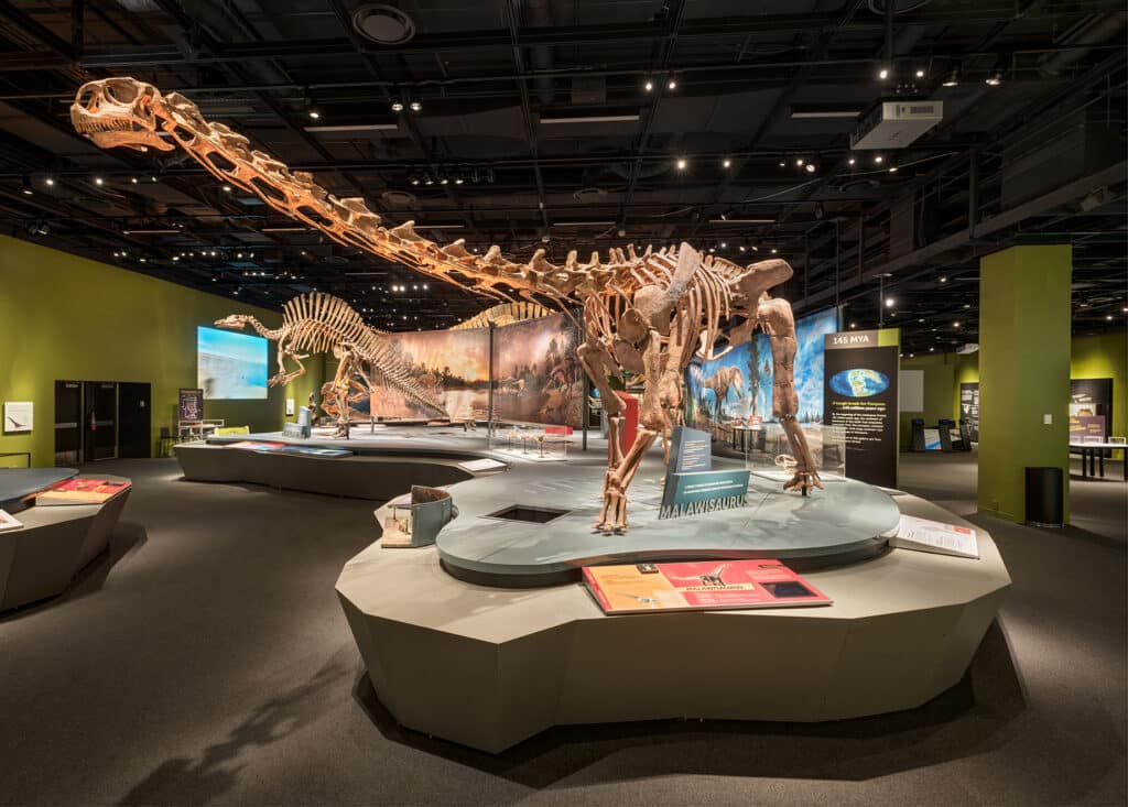 Dinosaur skeletons on display at an exhibit at a natural history museum