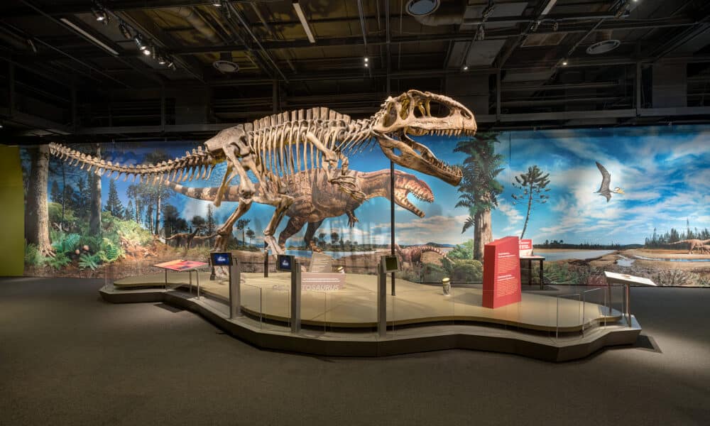 Dinosaur skeleton on display at a natural history museum