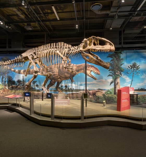 Dinosaur skeleton on display at a natural history museum