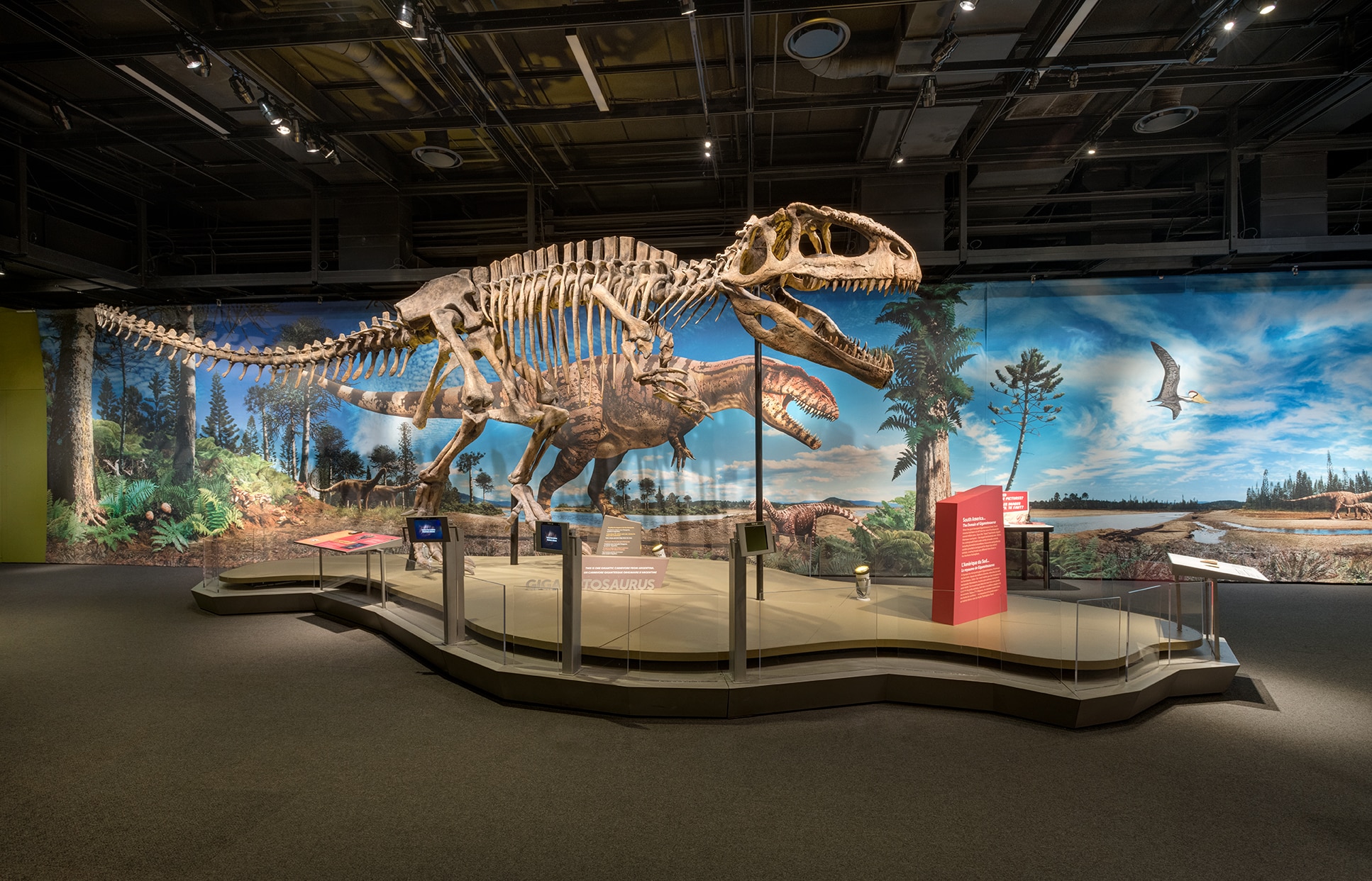 Dinosaur skeleton on display at a natural history museum