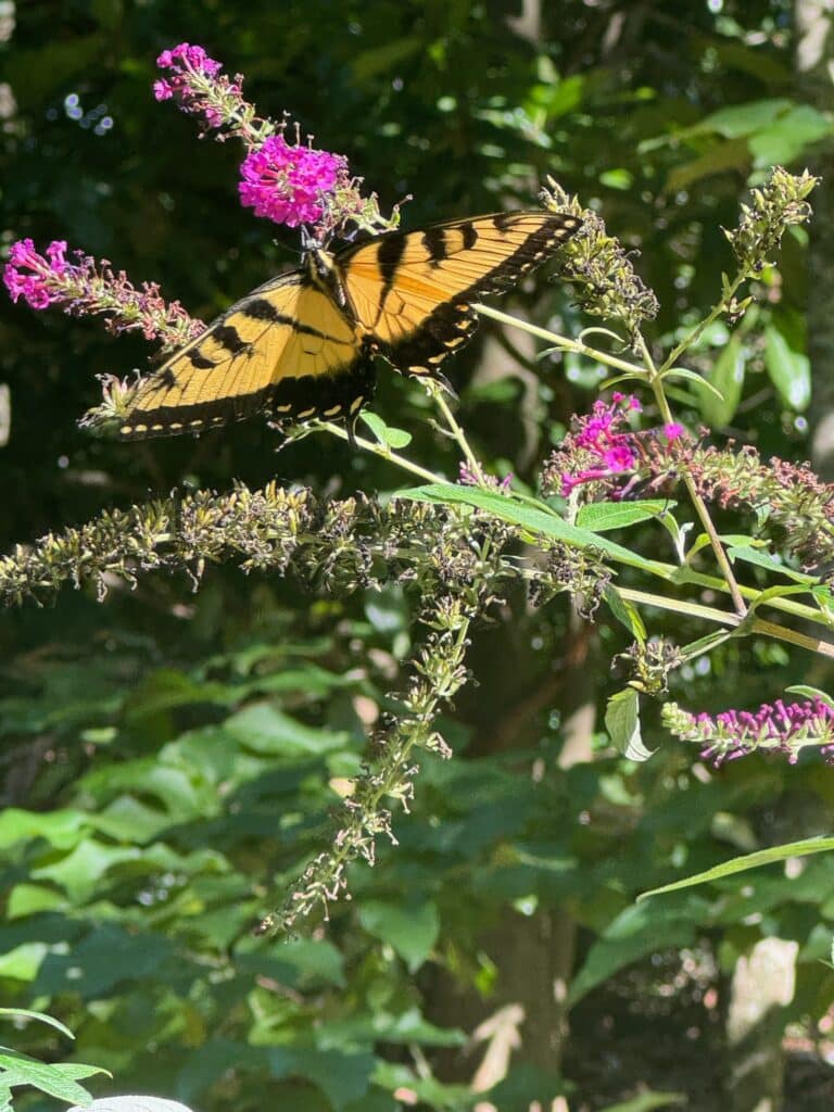 Large orange and black butterfly resting on a pink flower bush with green leaves in a backyard garden. 