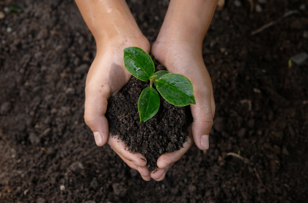 Close-up or small hands holding a tiny green plant in soil.